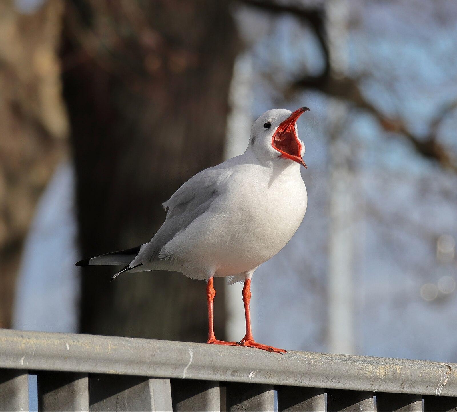 Black headed gull (yawning) Geneva lake, Switzerland